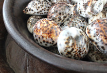 Load image into Gallery viewer, Tiger cowrie shells
