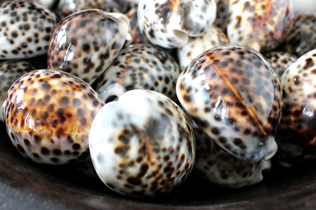 Tiger cowrie shells